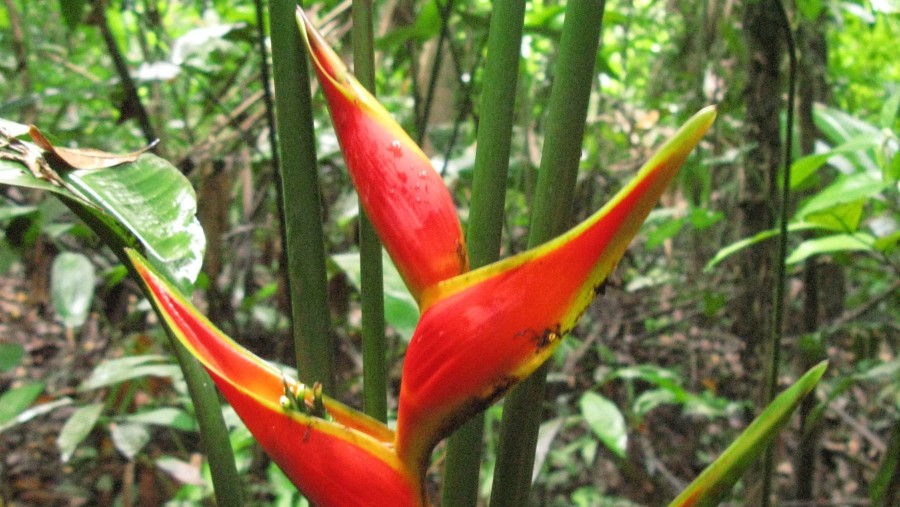 Heliconia