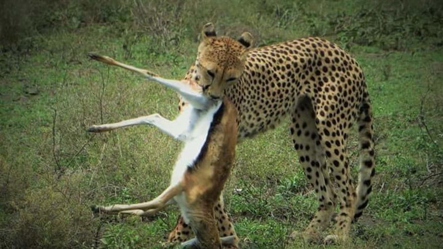 cheetah kill