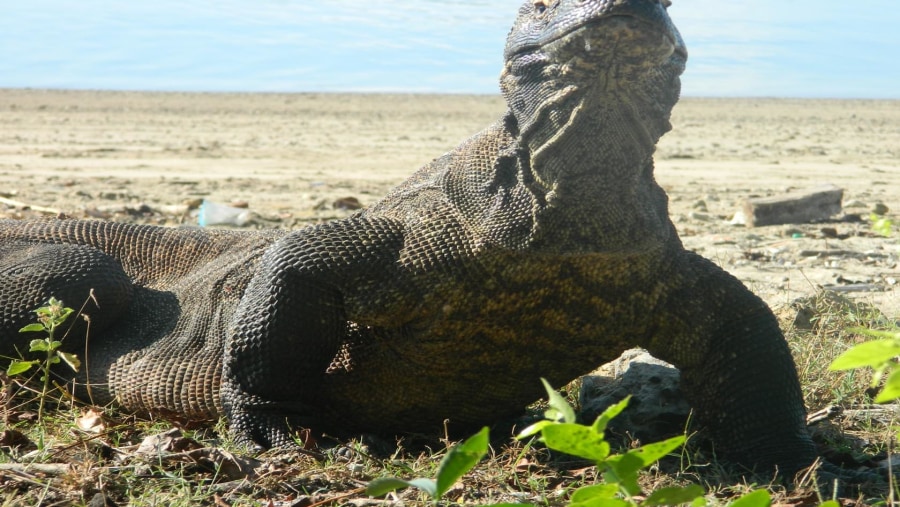 KOMODO RINCA 2D/1N TRIP LOCAL BOAT