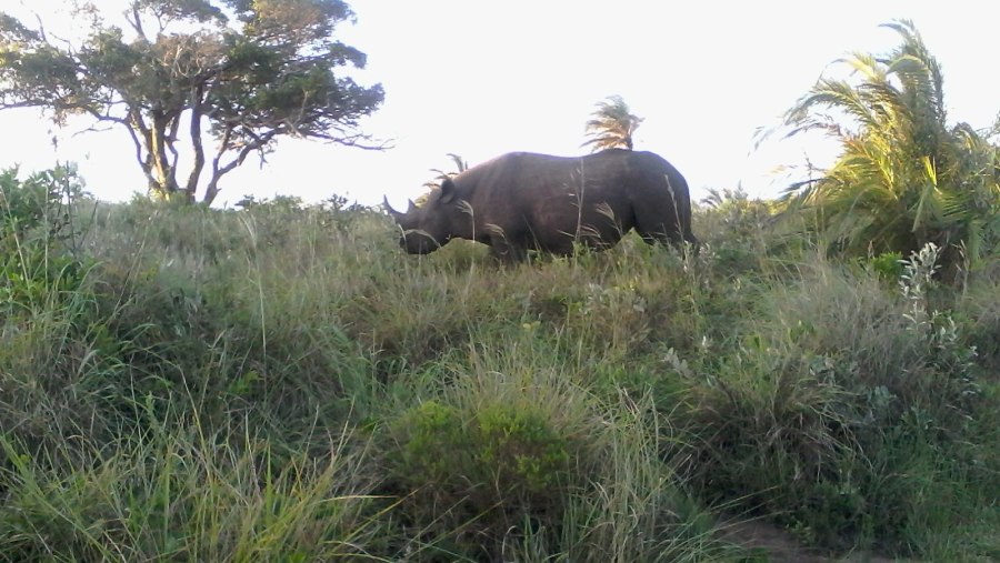 endangered black rhino