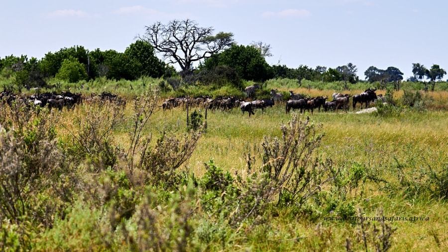 Wildlife in Okavango Delta