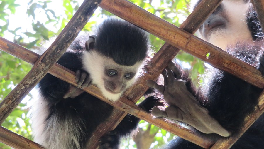 Southern Ethiopia - from the Rift Valley to the Bale Mountains