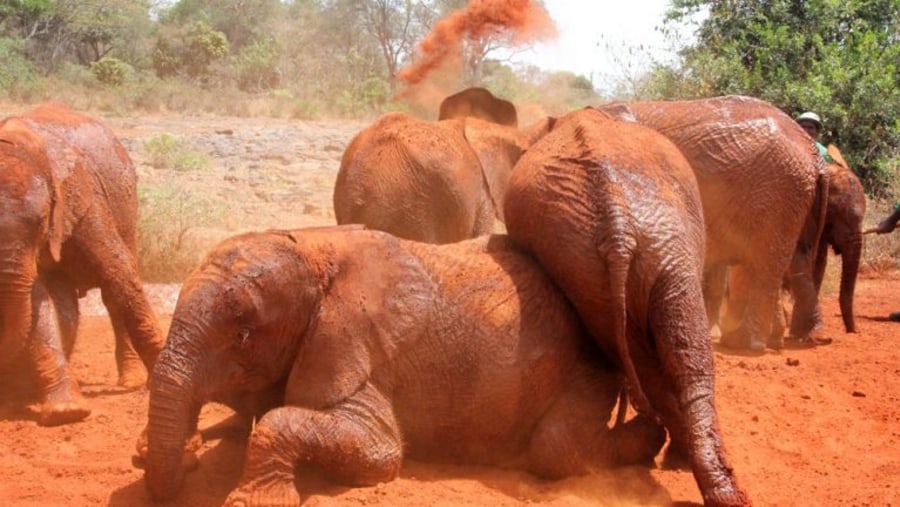 Elephant tackle