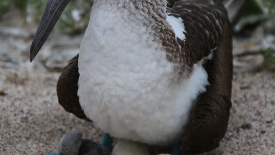 Galapagos with the BEST GUIDE EVER!!! 