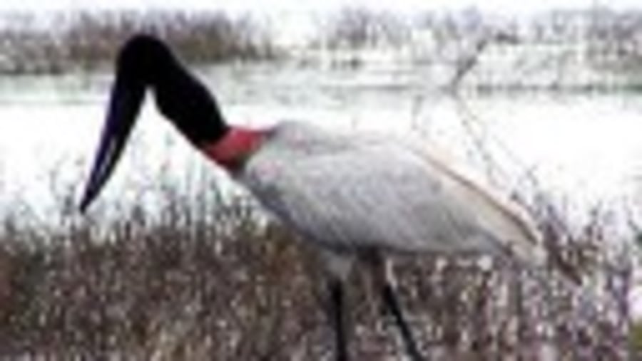 Jabiru Stork