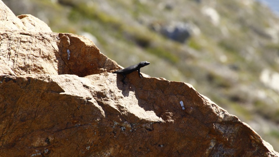 Rock Monitor