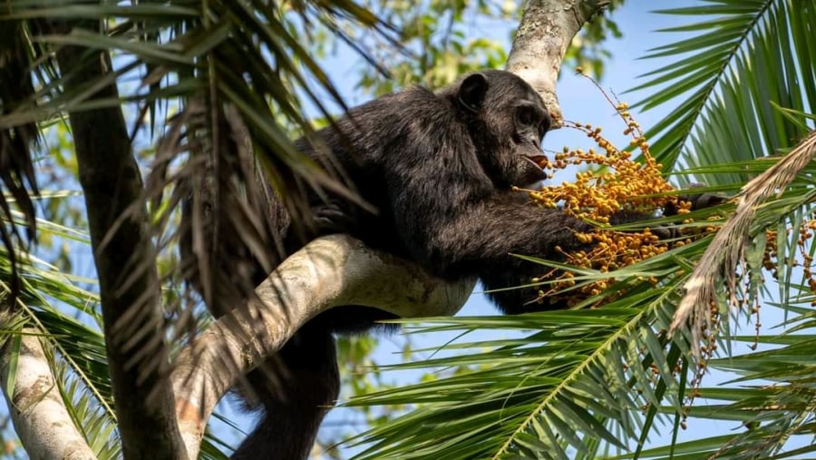 CHIMPANZEE TREKKING IN KIBALE NATIONAL PARK