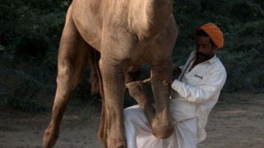 Camel For Safari