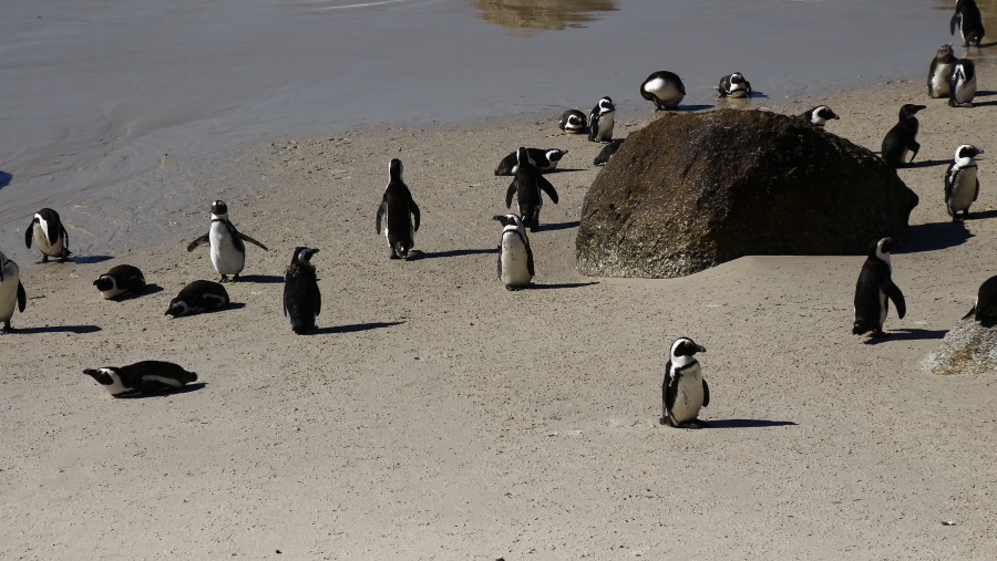 Boulder Beach Penguins