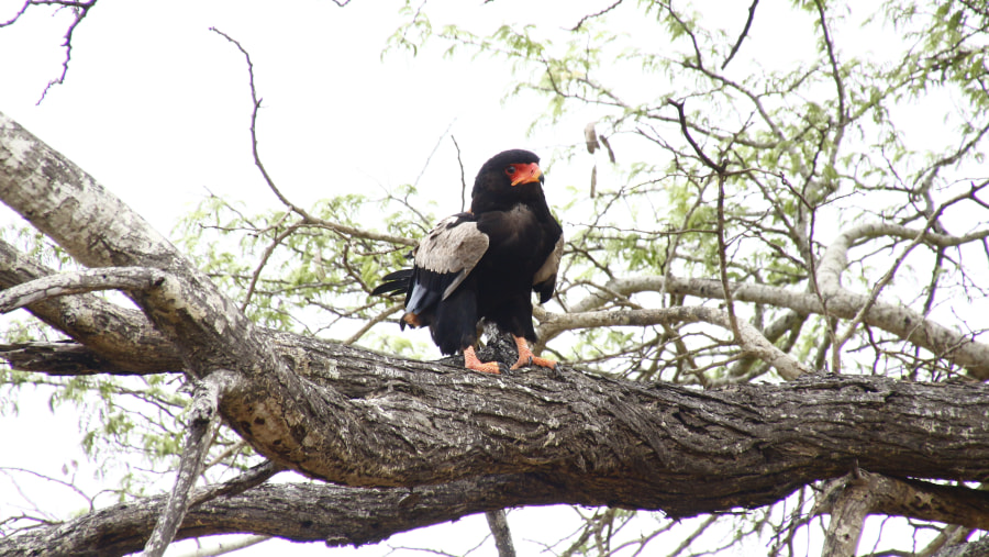 Bateleur