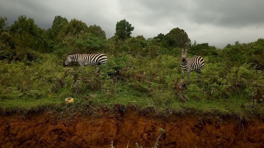 Mt.Kenya zebras