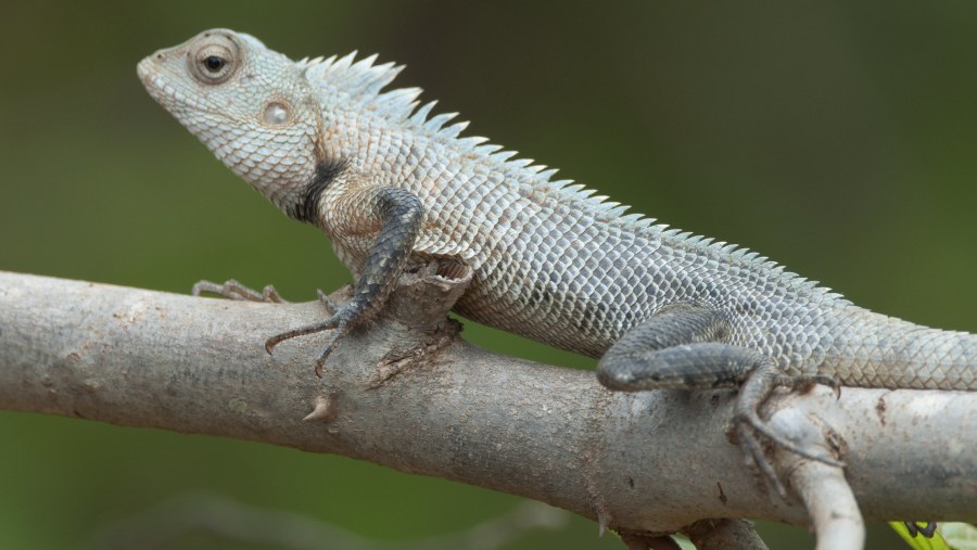 Outstanding Sri Lankan guide/chauffeur