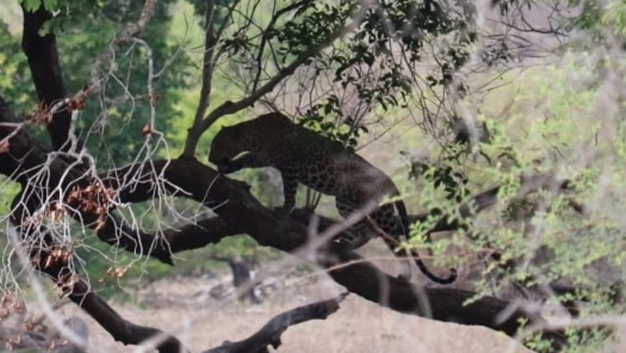  Sri Lankan leopard