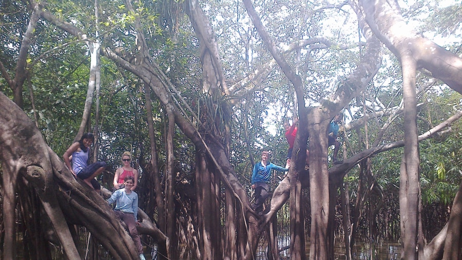 Strangler fig 