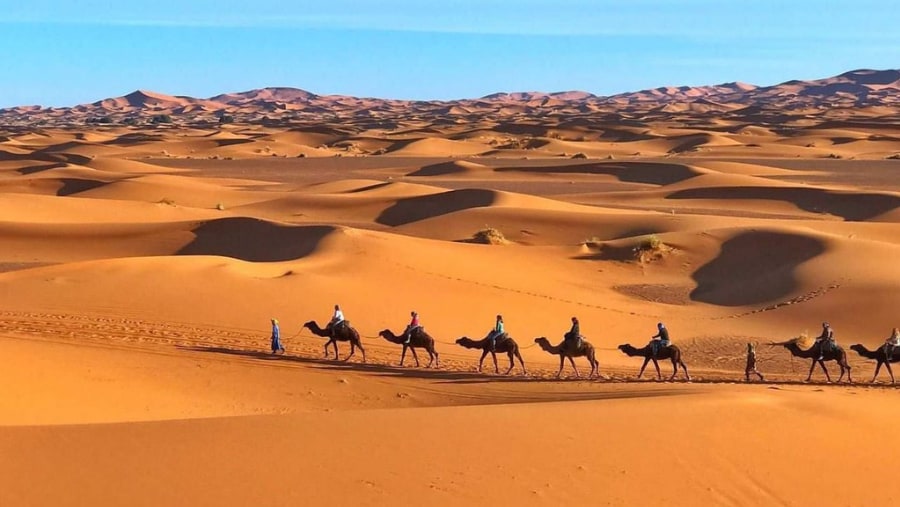 Camels crossing the ocean of dunes