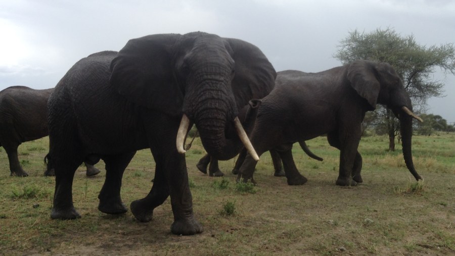 Amazing safari, Tanzania really surprised us