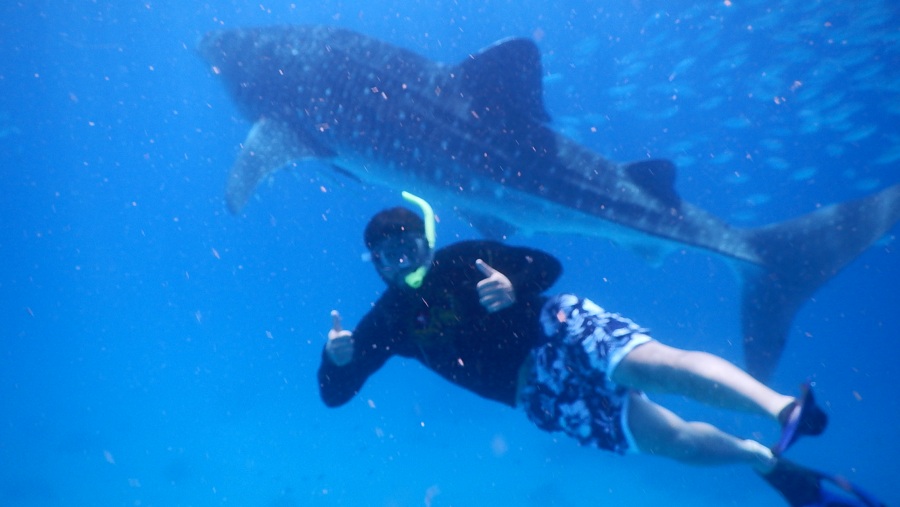 Whalesharks