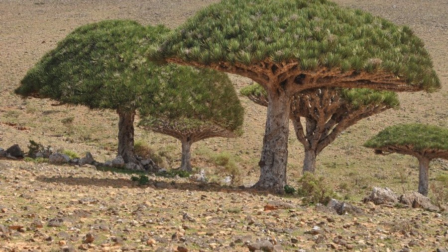 Dragons' blood tree 