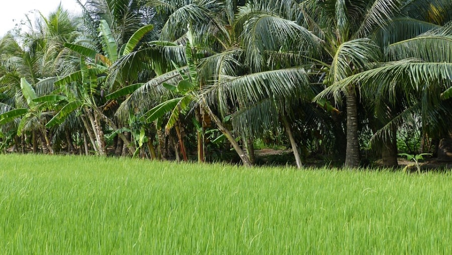 Mekong delta rice fields