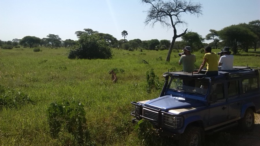 tarangire national park in Tanzania