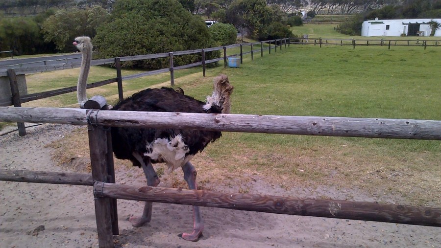 Cape Point Ostriches