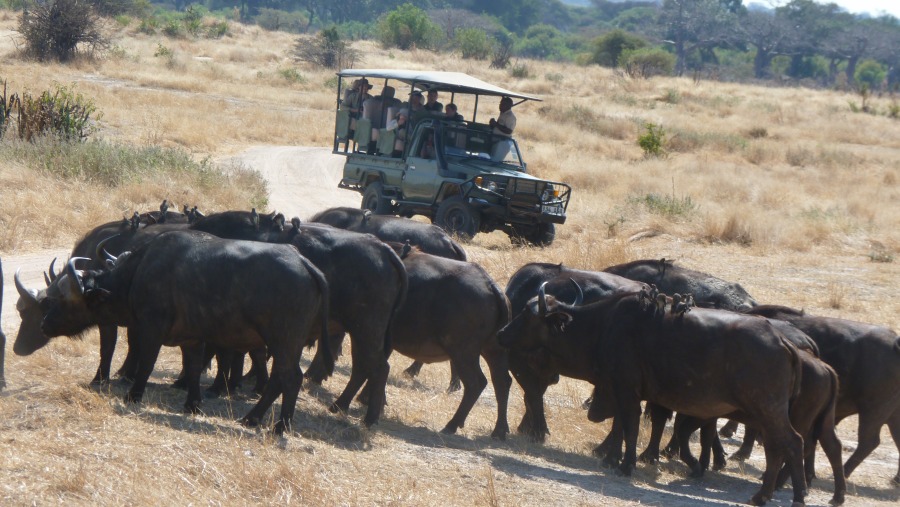 cape buffaloes