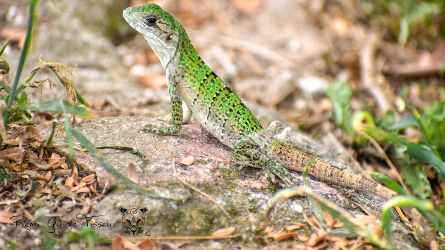 Young Gray Iguana at Comalcalco Archeological Zone