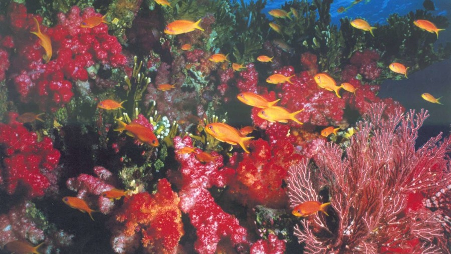 flores underwater view