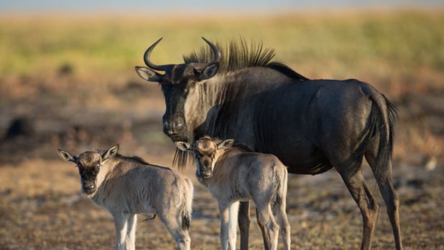  Wildebeest with twin Calves; migration bush adverture