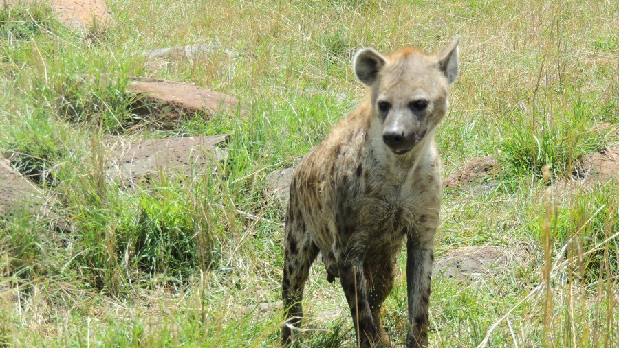 Hyena