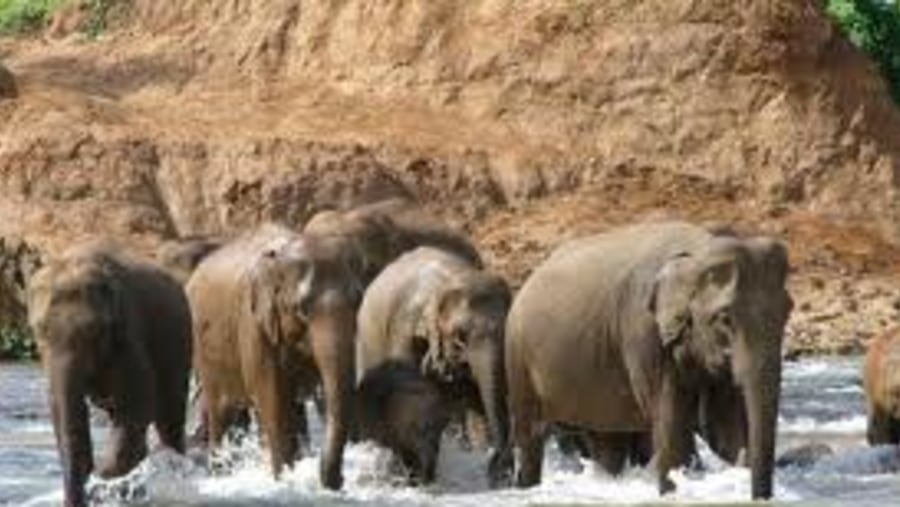 Elephant Orphanage 