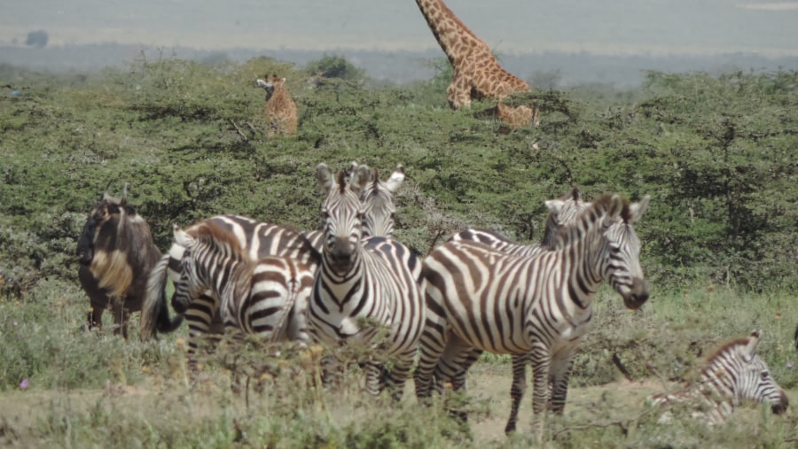 YHA Kenya Travel Tours And Safaris, Masai Mara,Wildlife Safaris, Kenya Holidays, Kenya Adventure Budget Camping Safaris, Best Safaris in Kenya,Wildebeest Migration Safaris.