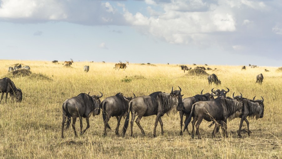 Wildebeest 