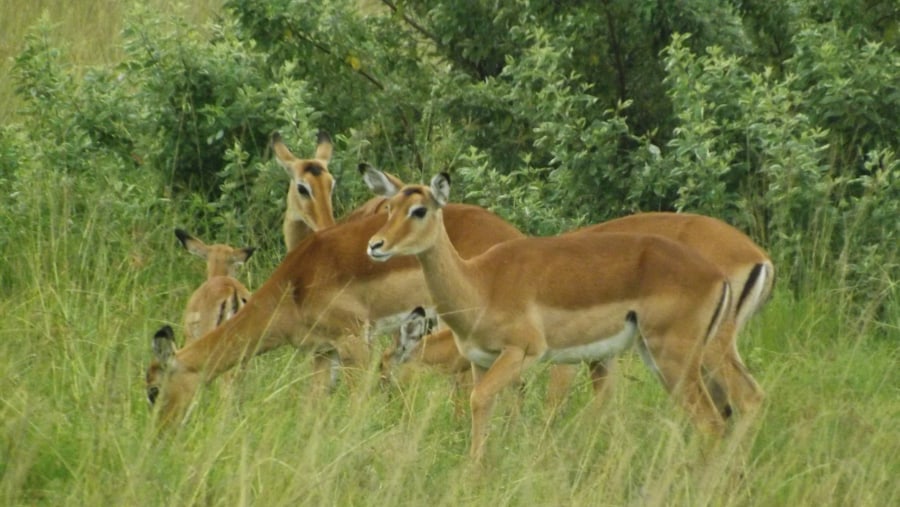 YHA Kenya Travel, safari vacations, masai mara safari packages, kenya safari packages, holidays in Kenya,Wildlife Safaris