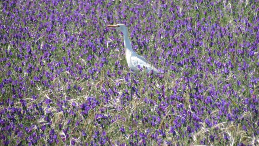 Cattle Egret