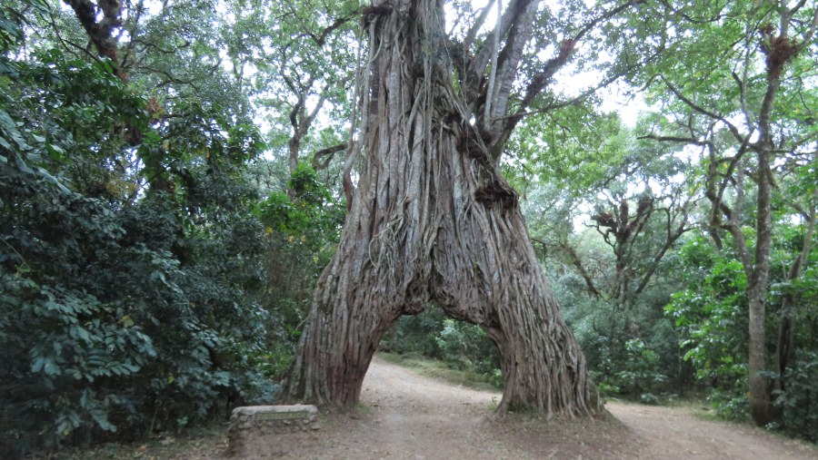 This is the Giant Fig Tree from my across the boarder Birding Safari