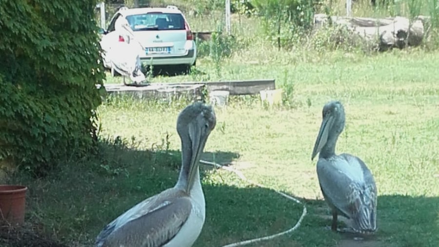 Pelicans