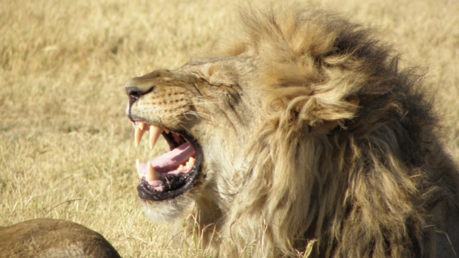 Male Lion