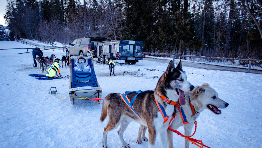 Husky Sledge Ride in Zakopane