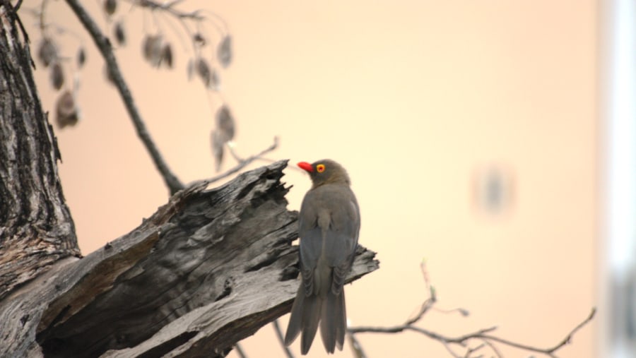 Red-Billed Oxpecker