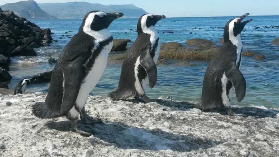 African Penguins soaking up the sun