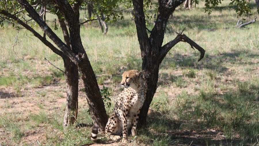 Cheetah watching the Impalas