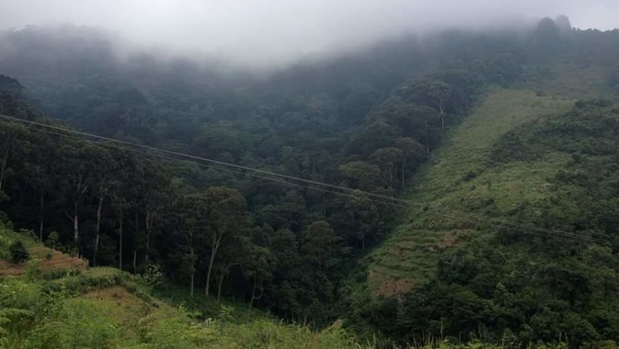 The rainforest types at the base of the Uluguru mountains #rainforest#eltontourguide#guidetour#tourhqguide#nature#hikinglovers#