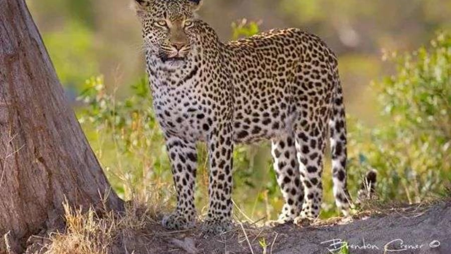 leopard