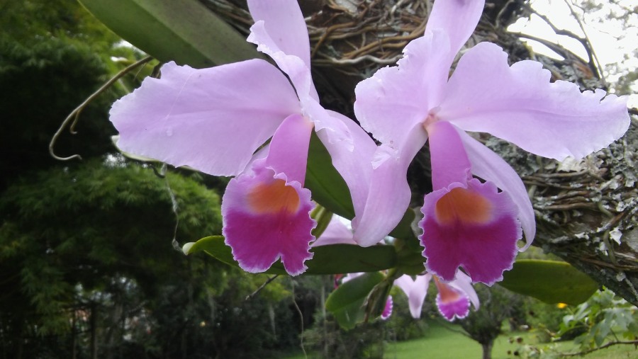 Flores Colombianas