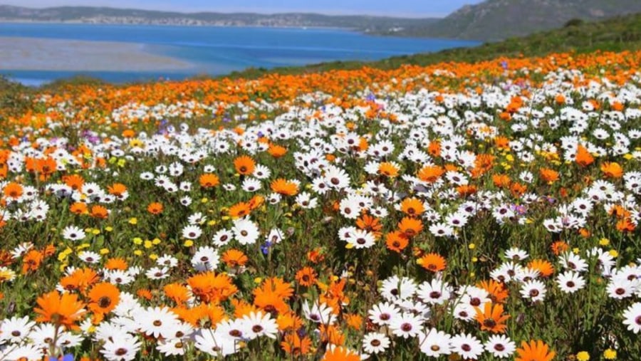 West Coast National Park flowers