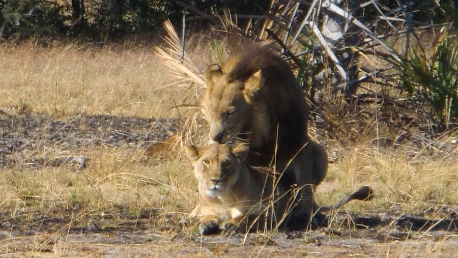 lions mating in kafue national park