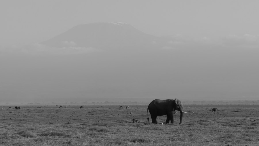 Unforgettable Safari in Kenya