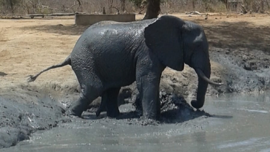 Baby Elly mudbathing