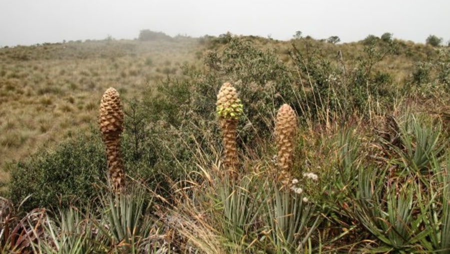 Puya plants at Acjanaco